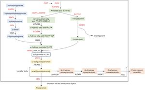 Ceramide synthesis pathway in the epidermis. These reactions involve the union of a sphingoid base (blue) and a fatty acid (green) to form acylceramide, which can be released as a free lipid (yellow) or bound to proteins (orange). Mutations in the genes depicted cause non-syndromic (black) or syndromic (red) ichthyosis. Source: Modified from “Ichthyosis,” C. Gutiérrez-Cerrajero et al.9.