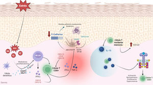 Mecanismos etiopatogénicos del vitíligo. Esta figura resume todas las claves importantes de cómo se desencadena una cascada molecular que comienza con una mayor susceptibilidad de los melanocitos al estrés oxidativo, que, en presencia de una base genética susceptible, da lugar a la activación del sistema inmunitario. Las células T CD8+ producen varias citoquinas como el IFN-γ. La unión del IFN-γ a su receptor activa la vía JAK-STAT y provoca la secreción de CXCL9 y CXCL10. CCL5: ligando de quimiocina 5; CXCL9: ligando de quimiocina CXC 9; CXCL10: ligando de quimiocina CXC 10; CXCL12: ligando de quimiocina CXC 12; CXCL16: ligando de quimiocina CXC 16; CXCR3: receptor de quimioquina tipo 3; DAMP: patrón molecular asociado a daños; IFN-γ: interferón-γ; JAK: Janus quinasa; MAPK: proteína quinasa activada por mitógenos; NF-kB: factor nuclear potenciador de las cadenas ligeras kappa de las células B activadas; NLRP1: inflamasoma del receptor similar a NOD 1; TNF-α: factor de necrosis tumoral alfa; ROS: especies reactivas del oxígeno; STAT1: transductor de señales y activador de la transcripción 1.