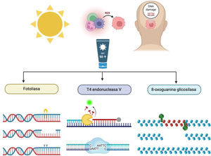 Enzimas reparadoras de ADN.