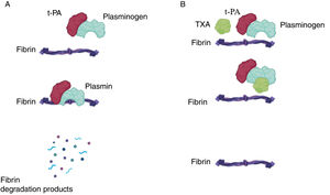 Mechanism of action of tranexamic acid. (A) Under normal conditions, tissue plasminogen activator (t-PA) binds to plasminogen, catalyzing its conversion into plasmin, which in turn degrades fibrin, leading to the breakdown of the hemostatic plug. (B) In the presence of tranexamic acid (TXA), it binds to plasmin, preventing its action on fibrin and promoting hemostasis.