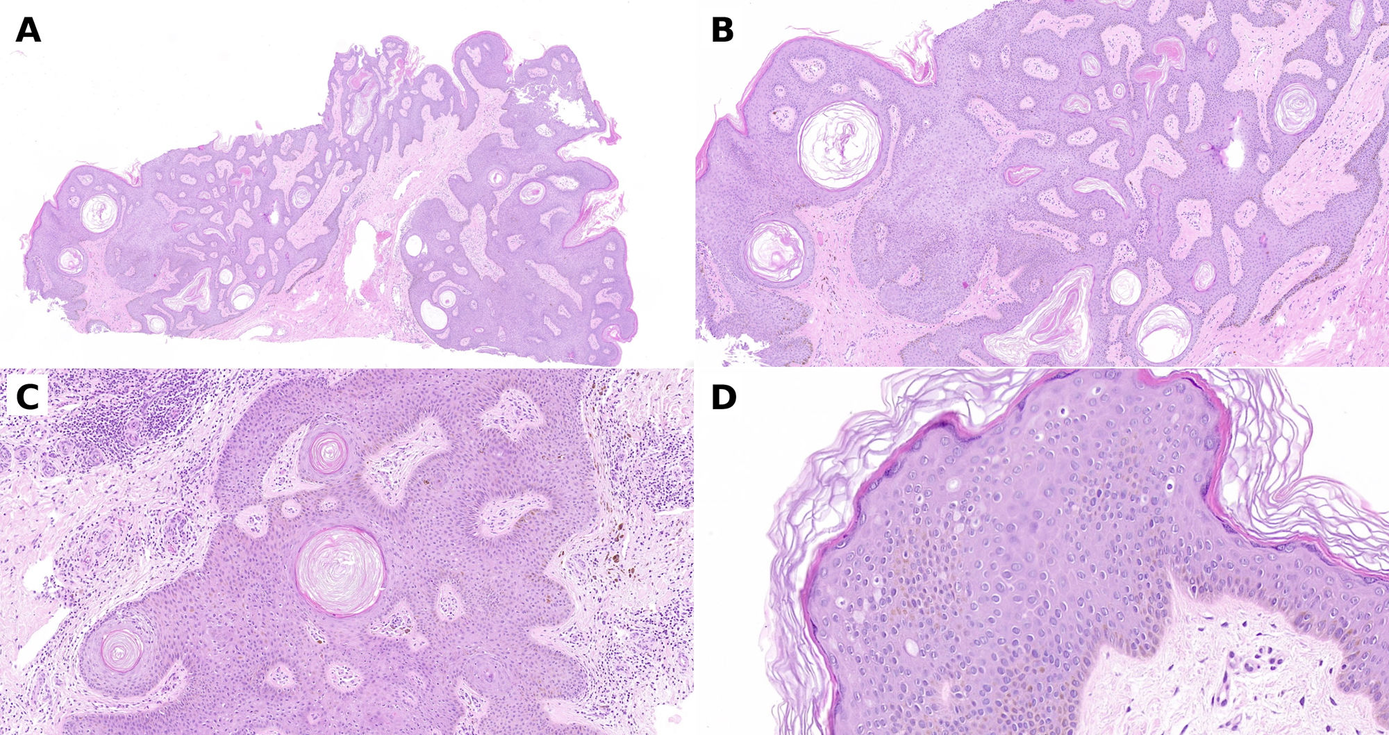 fig0015