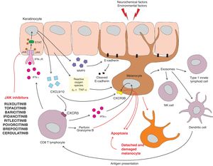 Main molecular and cellular pathways leading to melanocyte detachment and the mechanism of action of several JAK inhibitors. CXCR3/CXCR3B: receptors for CXCL9/10; IFN-γ: interferon gamma; IFN-γR: interferon gamma receptor; MMP9: matrix metalloproteinase 9; TNF-α: tumor necrosis factor alpha.
