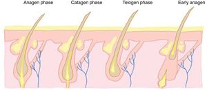 Etiopathogenic process of hair graying across phases.