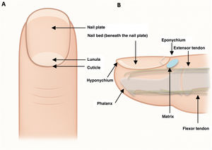 Diagram of the normal nail apparatus.