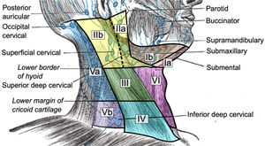 Lymph node levels in the head and neck. Anatomical distribution of cervical lymph node levels (IA–VII). Illustration adapted from Mikael Häggström, Wikimedia Commons, public domain (CC0 1.0).