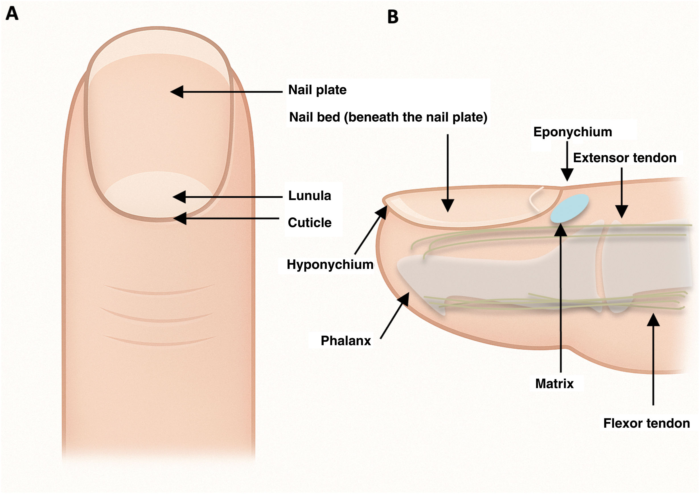 fig0005