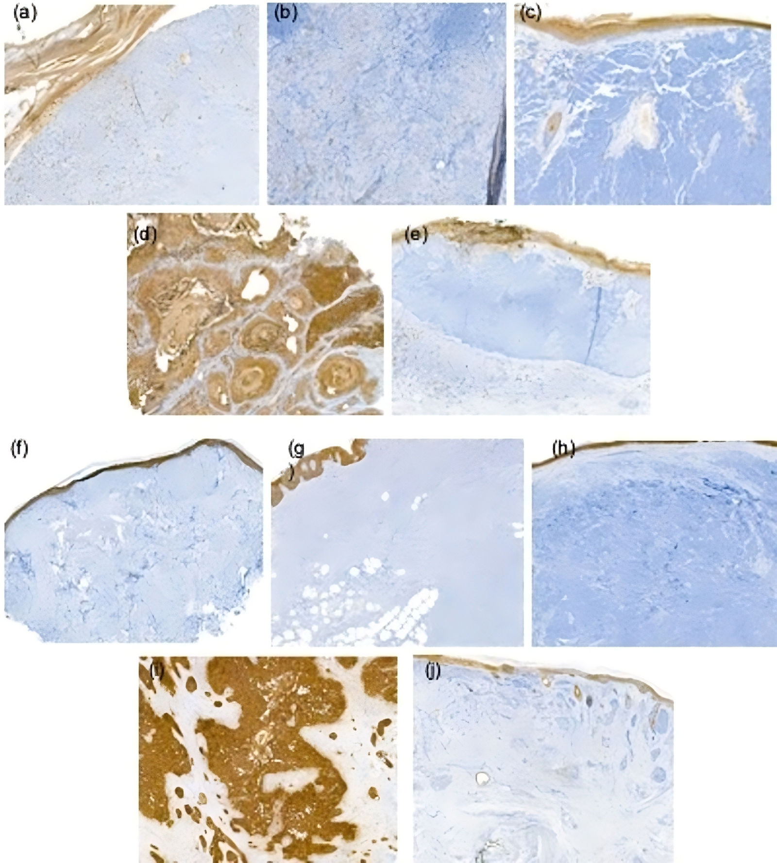fig0015