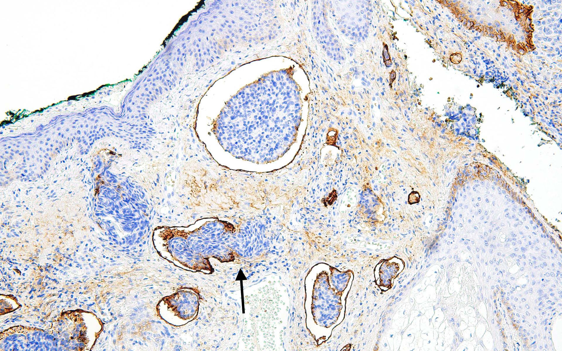 fig0005