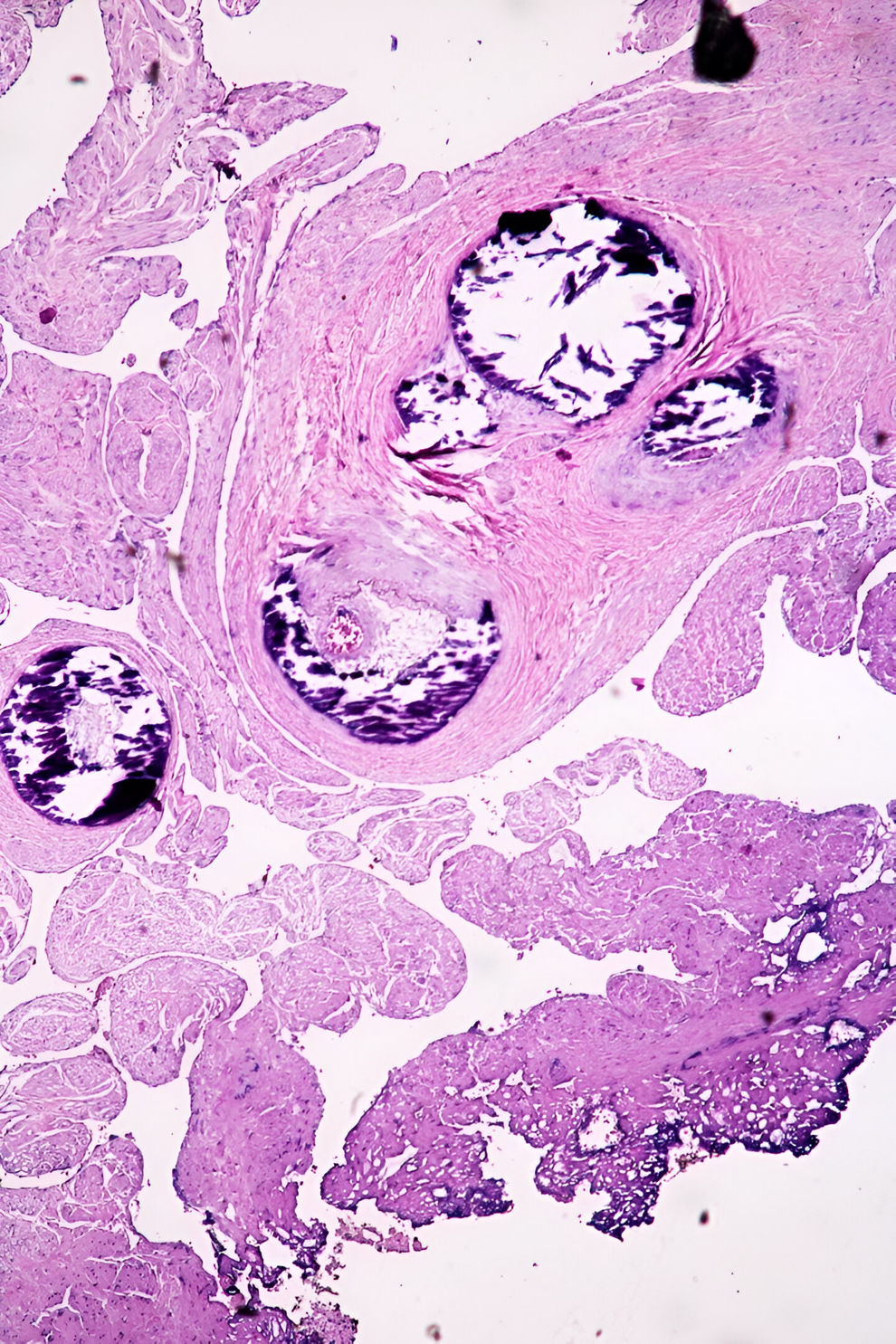 fig0010