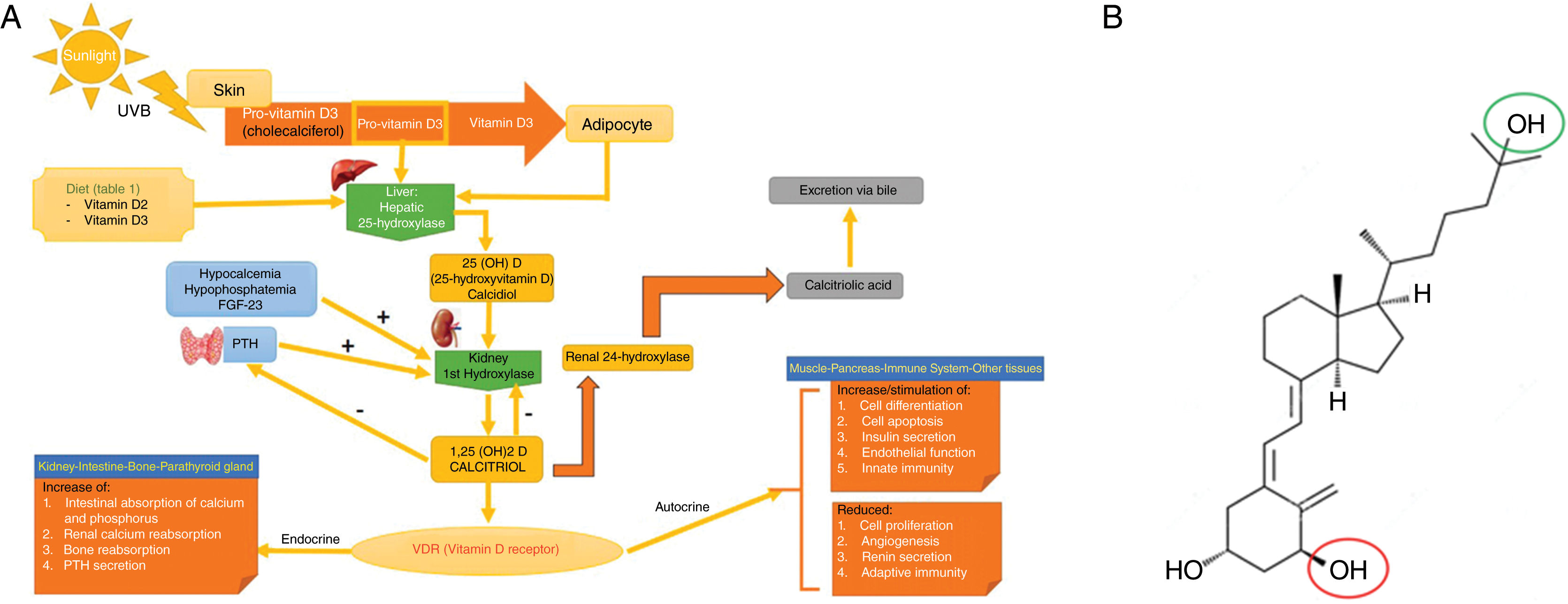 Translated Article Vitamin D And Skin Cancer A Controversial Society translated-article-vitamin-d-and-skin-cancer-a-controversial-society