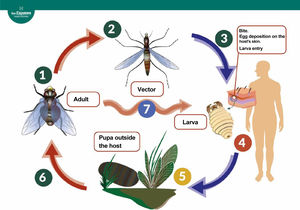 Life cycle of the dipterans responsible for furuncular myiasis.3 The adult fly lays eggs (1). In the case of Dermatobia hominis, the eggs are attached to the surface of an arthropod vector (2), which acts as a vector when it bites a mammal, accidentally depositing the eggs on it (3). Other species (7), including the genera Cochliomyia, Cuterebra, and Wohlfahrtia, can lay the eggs directly on the host or on surfaces that come into direct contact with the host (genus Cordylobia) without the need for a vector. The eggs hatch upon contact with the host