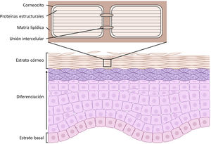 Estructura de la epidermis. Las células madre del estrato basal se diferencian hasta dar lugar al estrato córneo, compuesto de los corneocitos repletos de proteínas estructurales, anclados mediante uniones intercelulares y embebidos en una matriz lipídica extracelular. Fuente: modificado de «Ichthyosis», C. Gutiérrez-Cerrajero et al.9.