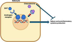 Mechanism of action of clascoterone. Dihydrotestosterone (DHT) binds to androgen receptors (ARs) within the sebocyte cytoplasm, subsequently dimerizing and translocating into the cell nucleus, where it stimulates transcription of androgen-dependent proinflammatory genes that ultimately increase sebum production. Clascoterone competitively inhibits ARs, preventing DHT from binding to these receptors. As a result, the production of proinflammatory cytokines and sebum is reduced.