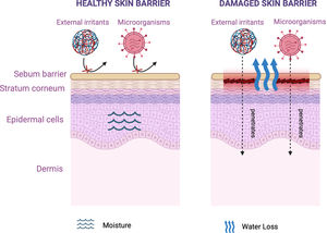 Skin barrier function. The stratum corneum is essential for proper skin barrier function because it helps prevent penetration by external irritants and microorganisms, while reducing transepidermal water loss and maintaining skin hydration.