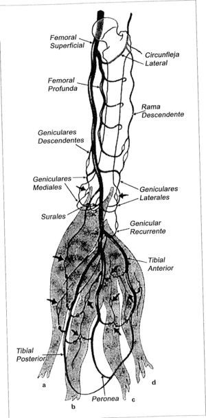 Anastomosis entre el muslo, alrededor de la rodilla, y la pierna: musculatura superficial posterior (a), profunda posterior (b), lateral (c) y anterior (d).