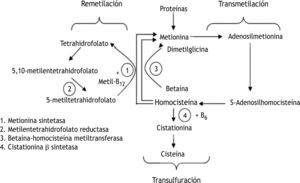 Metabolismo intracelular de la homocisteína. Remetilación: la homocisteína se metila para formar metionina mediante dos rutas metabólicas independientes. Una de ellas es catalizada por la metionina sintetasa, que requiere al 5-metiltetrahidrofolato como donante de grupos metilo y la vitamina B12 como cofactor. Así, el 5-metiltetrahidrofolato es convertido en tetrahidrofolato por la 5,10-metilentetrahidrofolato reductasa, entrando en el ciclo de los folatos para formar de nuevo 5-metiltetrahidrofolato. Transulfuración: si hay un exceso de metionina o se precisa sintetizar cisteína, la homocisteína entra en la vía de la transulfuración uniéndose a un residuo de serina para formar cistationina catalizado por la cistationina-b-sintetasa que requiere vitamina B6 como cofactor. La cistationina es hidrolizada posteriormente a cisteína, que se puede incorporar al glutation o bien sufrir nuevas reacciones metabólicas hasta que el sulfato se excreta por la orina. Fuente: De Stefano et al10.