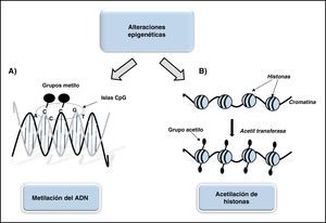 Esquema representativo de las alteraciones epigenéticas más comunes asociadas el desarrollo de aneurismas. A. Metilación del ADN: adquisición de un grupo metilo (-CH3) en los lugares de la secuencia de ADN donde se disponen consecutivamente varias bases de citosina previa y contiguamente a una guanina (islas CpG) que funcionan como mecanismo de control de la expresión génica. B. Acetilación de histonas: proceso epigenético habitual que modifica la cromatina (complejo de ADN e histonas) por grupos acetilo que alteran la estructura de la cromatina influenciando la expresión génica.