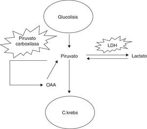 Esquema de las vías metabólicas. LDH: lactato deshidrogenasa. OAA: oxalacetato.
