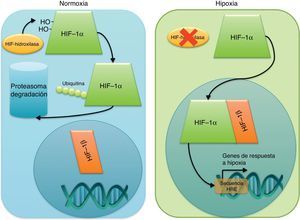 Mecanismos de activación de HIF1 en hipoxia. La ausencia de oxígeno impide la activación de la enzima hidroxilasa que se encarga de marcar a HIF1-α para su degradación en el proteosoma, permitiendo así su actividad como factor de transcripción que induce la expresión de los genes de respuesta a hipoxia.