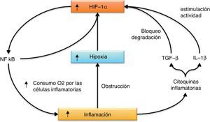 Relación entre inflamación e hipoxia. La inflamación que se genera tras la isquemia agravará la hipoxia que esta conlleva por el efecto obstructor de la circulación sanguínea y por el aumento de consumo de oxígeno en el tejido por parte de las células inflamatorias. Además, algunas citocinas inflamatorias contribuyen a aumentar los niveles o la actividad de HIF-1α, que a su vez es capaz de activar al factor de transcripción proinflamatorio NFκB.