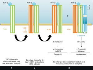 Mecanismo de acción de endoglina. TGF-β se une a su complejo de receptores en la célula endotelial. De la participación de endoglina depende la señal que se desencadenará: inducción de las fases activas de la angiogénesis (proliferación y migración celular) o de las de resolución (formación de MEC, etc.).
