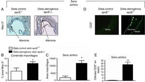 La administración de una dieta aterogénica durante 2 meses incrementó la infiltración de macrófagos (A-C) y linfocitos CD3+ (D y E) en la lesión aterosclerótica en ratones apoE-/−. Se muestran imágenes representativas de la tinción de macrófagos (células Mac-3+) (A) y de la inmunofluorescencia de células CD3+ (D) en la lesión aterosclerótica en el seno aórtico de ratones apoE-/− sometidos o no a una dieta aterogénica. Las barras representan el porcentaje de área Mac-3+ y el área con infiltración de macrófagos (Mac-3+) normalizada con respecto al área total de la lesión aterosclerótica (B y C). Las barras muestran el número de linfocitos CD3+ en la lesión (E). Los resultados están expresados como la media±ESM de n=8-12 animales por grupo. *p<0,05 relativo a los valores en el grupo sometido a dieta control. **p<0,01 relativo a los valores en el grupo sometido a dieta control.