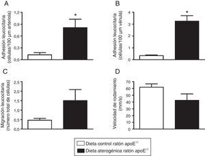 La administración de una dieta aterogénica durante 2 meses produjo un aumento de las interacciones leucocito-endotelio en la microcirculación del cremáster de ratones apoE-/−. Las barras muestran el número de leucocitos adheridos al endotelio en arteriola en la microcirculación del cremáster de los ratones sometidos o no a una dieta rica en grasa (A). Respuestas venulares sobre la adhesión (B) y migración leucocitaria (C), así como de la velocidad de rodamiento (D). Los resultados están expresados como la media±ESM de n=4-6 animales por grupo. *p<0,01 relativo a los valores en el grupo sometido a dieta control.