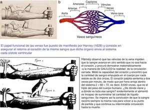 a) Imagen de los experimentos de Harvey sobre las válvulas de las venas que aparece en el original como figuras 3 y 4; b) Ilustración de imagen actual de la unión de arterias y venas que ayuda a entender, sin anacronismo, la propuesta de Aristóteles de la desaparición y reaparición de las venas, sin la distinción actual de venas y arterias, y c) Interpretación actual de las figuras 1 y 2 del original, con las que se explicaba el papel de las válvulas venosas en la circulación de la sangre. Imágenes disponibles en Internet bajo el descriptor «válvulas venosas».