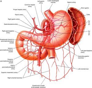 Anatomía vascular de los troncos digestivos y sus ramas colaterales. A) Tronco celíaco y sus ramas digestivas. B) Arteria mesentérica superior y circulación anastomótica intestinal. C) Arteria mesentérica inferior y colaterales.Fuente: Atlas of Vascular Anatomy. Uflacker R, editor. Baltimore, EE. UU.; Williams & Wilkins: 1997.