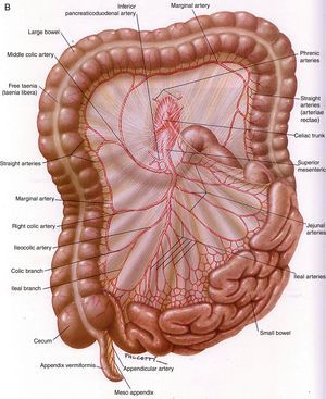 Anatomía vascular de los troncos digestivos y sus ramas colaterales. A) Tronco celíaco y sus ramas digestivas. B) Arteria mesentérica superior y circulación anastomótica intestinal. C) Arteria mesentérica inferior y colaterales.Fuente: Atlas of Vascular Anatomy. Uflacker R, editor. Baltimore, EE. UU.; Williams & Wilkins: 1997.