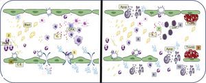 Resumen de los procesos vasculares asociados a sepsis. 1) Comienzo de la progresión bacteriana (Bact) en el flujo sanguíneo; 2) respuesta primaria de los polimorfonucleares (PMN); 3) repuesta tardía de células presentadoras de antígeno (CPA); 4) activación de la célula endotelial (CE); 5) aumento de la permeabilidad endotelial; 6) inicio de la respuesta linfocitaria (LinF); 7) desbalance de interleucinas (IL) pro y antiinflamatorias; 8) aumento del estímulo hipóxico endoluminal y exoluminal; 9) formación de trombos secundario al fallo de los mecanismos de anticoagulación; 10) comienzo de la apoptosis (apop) celular.