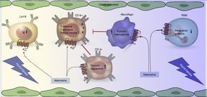 Resumen de la función del receptor A2A (A2A) durante el control de la función de células inmunológicas. El daño hipóxico genera un aumento de la producción de adenosina. Esta molécula al hacer blanco en el receptor A2A (A2A), presente en células del sistema inmune, reduce su función. Al mismo tiempo al activarse el A2A en los linfocitos T reguladores (CD4+) se estimula su función reguladora, lo que disminuye la respuesta de los linfocitos T ejecutores (CD8+).