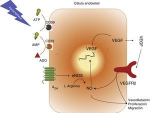 Vía de activación receptor A2A, óxido nítrico (NO) y factor de crecimiento de endotelio vascular (VEGF). Se resumen los hallazgos respecto a la interacción entre adenosina (ADO), el receptor A2A (A2A), NO sintasa endotelial (eNOS), VEGF y su receptor de tipo 2 (VEGFR2). Se resalta el eje central de NO para generar vasodilatación y formación de nuevos vasos sanguíneos.