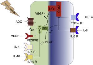 Modelo hipotético de interacción de la vía A2A- óxido nítrico (NO)- factor de crecimiento de endotelio vascular (VEGF) en sepsis.ADO: adenosina; eNOS: óxido nítrico sintasa endotelial; IL: interleucina;TNF-α: factor de necrosis tumoral α.