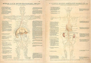 Revolución científica en la circulación sanguínea. Representación esquemática de lo que en este artículo llamamos la teoría «hepatocentrista» de Galeno (izquierda) sobre el sistema venoso y de lo que llamamos la teoría «cardiocentrista» de Vesalius sobre el sistema arterial derecho, que sirve para ilustrar la propuesta del paso del «hepatocentrismo» al «cardiocentrismo» como revolución. Fuente: elaboración propia con imagen de libre acceso tomadas de: http://special.lib.gla.ac.uk/anatomy/vesalius.html