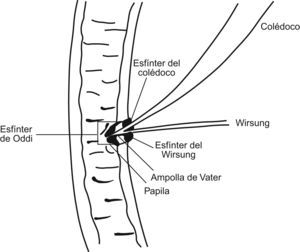 Anatomía normal de la unión biliopancreática.