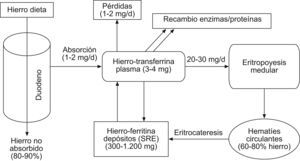 Metabolismo del hierro.