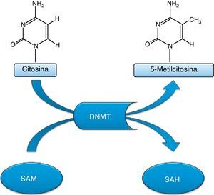 Proceso de metilación de la citosina por acción de la ADN metiltransferasa. A partir de la S-adenosil-metionina se cede un grupo metilo al carbono 5′ de la citosina, resultando la 5-metilcitosina y S-adenosilhomocisteína.
