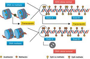 En la célula normal, la desmetilación de las CpG islands de los promotores de los genes supresores de tumores permiten la transcripción genética. La hipermetilación aberrante de estas regiones no permite la apertura de la cromatina, resultando en un silenciamiento anormal.