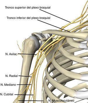 Representación anatómica de los nervios de la extremidad superior.