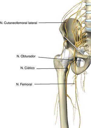 Representación anatómica de los nervios de la extremidad inferior.