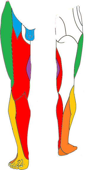 Inervación sensitiva del miembro inferior. Se han marcado los troncos nerviosos con lesiones referidas en la literatura. Nervio genitofemoral (área genital y superomedial del muslo), nervio obturador (medial de muslo), nervio femoral (anteromedial de muslo y pantorrilla) y nervio ciático (lateral de pantorrilla y pie).