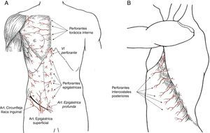 Distribución anatómica de las perforantes de los sistemas epigástrico, inguinal e intercostal posterior.