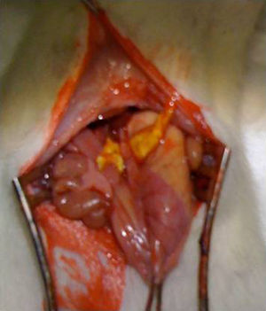 Imagen de una intervención quirúrgica en la rata con el apósito de apósito de colágeno pasado alrededor de la anastomosis.