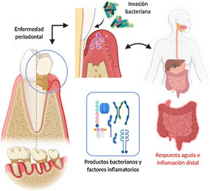 Mecanismo de invasión de bacterias periodontopatógenas y su inflamación sistémica posterior. Elaborado con BioRender, Adaptado de Konkel et al.5.