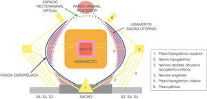 Dibujo que muestra los nervios autónomos pélvicos femeninos.