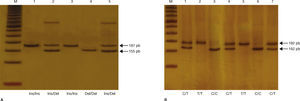 A) Genotipificación de la variante indel-19. Productos de PCR separados en gel de poliacrilamida al 6% teñido con nitrato de plata. M: marcador de peso molecular (escalera de ADN de 50 pb). Carriles 1 y 3 homocigoto Ins/Ins (fragmento de 187 pb); carriles 2 y 5 heterocigoto Ins/Del (fragmentos de 187 pb y 155 pb); carril 4 homocigoto Del/Del (fragmento de 155 pb). B) Genotipificación del SNP-63. Productos de PCR digeridos con la enzima Hha1 separados en gel de poliacrilamida al 6% teñido con nitrato de plata. M: marcador de peso molecular (escalera de ADN de 50 pb). Carriles 3 y 6 homocigoto C/C (fragmento de 162 pb); carriles 1, 4 y 7 heterocigoto C/T (fragmentos de 192 pb y 162 pb); carriles 2 y 5 homocigoto T/T (fragmento de 192 pb).