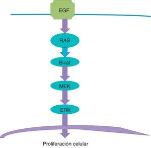 La vía de la tirosina-cinasa se inicia en el receptor del factor epitelial de desarrollo (EGF) de la membrana celular y pasa por una serie de pasos hasta el núcleo.