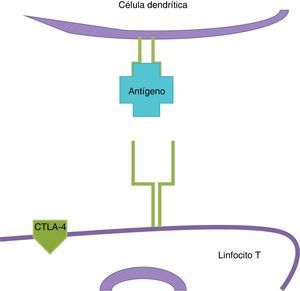 Las células dendríticas presentan el antígeno del melanoma a las célulasT.