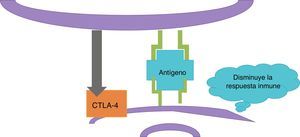 Iniciada la respuesta inmune, la célula dendrítica activa a los linfocitosT-citotóxicos asociados al antígeno4 (CTLA-4). CTLA-4 inhibe la respuesta inmune.